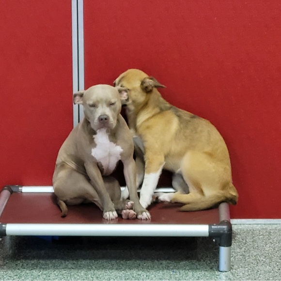 Meet your Posher, Jen - Picture 5 of 12